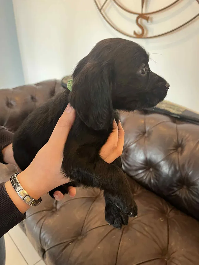 FTCH MALLOWDALE QUAD x HEATHCROFT KITTY puppies