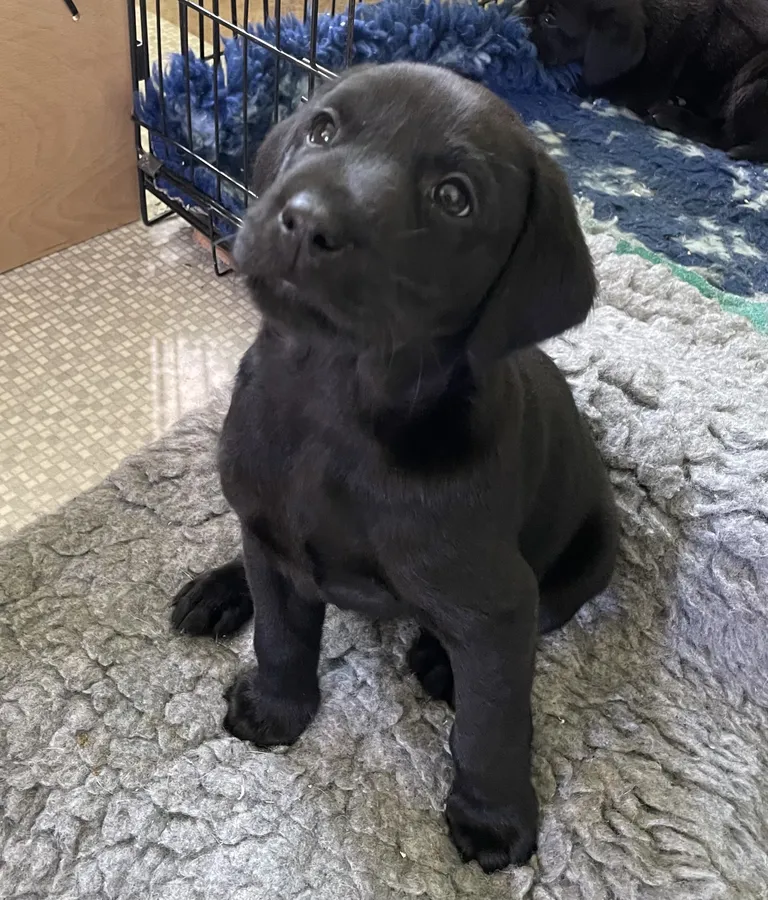 2 FTCH Sired Black Labrador Dog Puppies