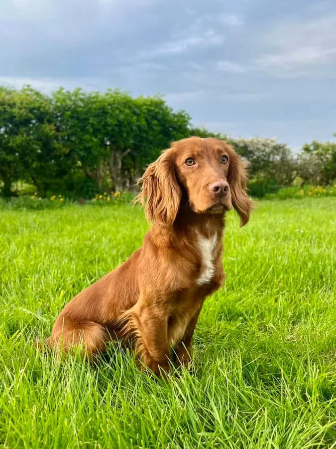 KC Fully Health Tested Red Working Cocker Spaniel