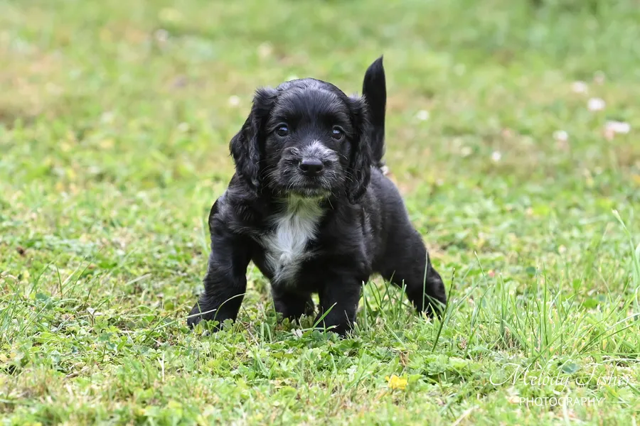 Black Male