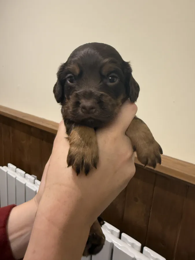 KC Working Cocker Spaniels