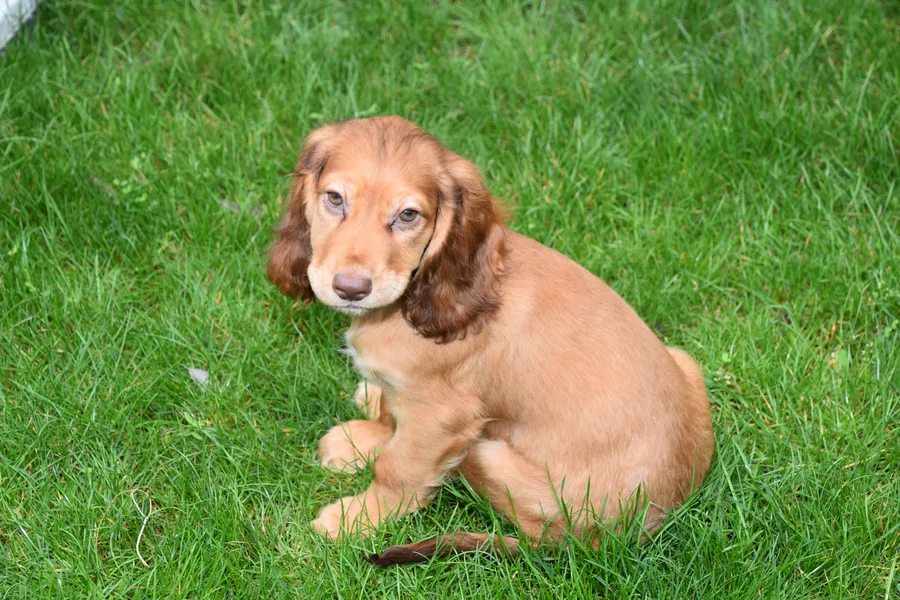 Kc Reg Cocker Spaniel Male