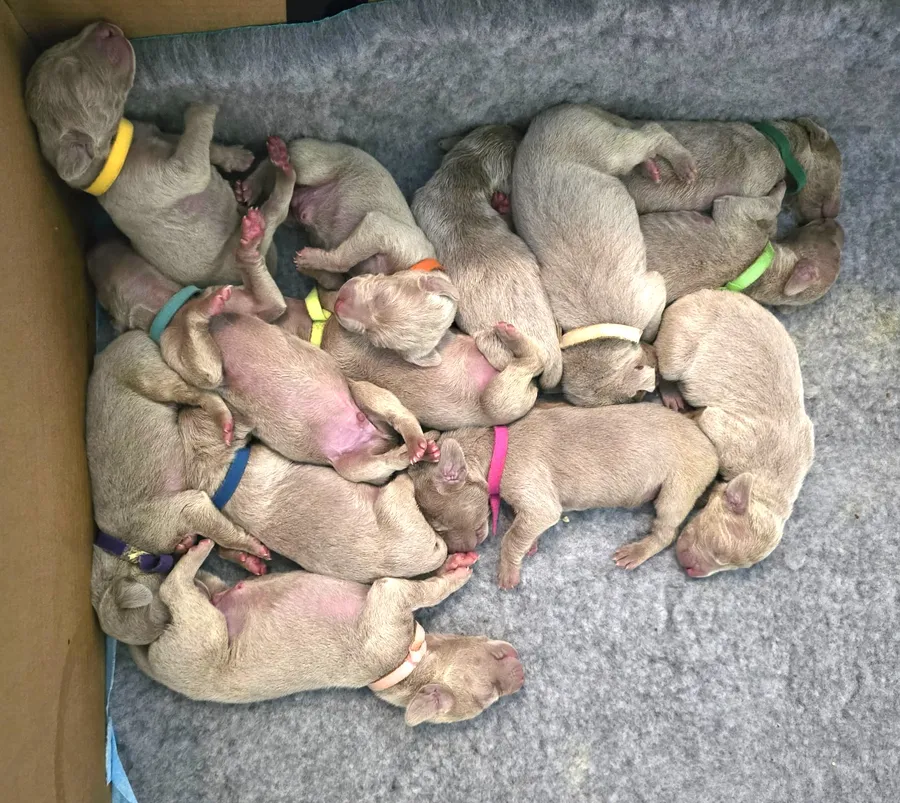 Exceptional Kennel Club Registered Puppies