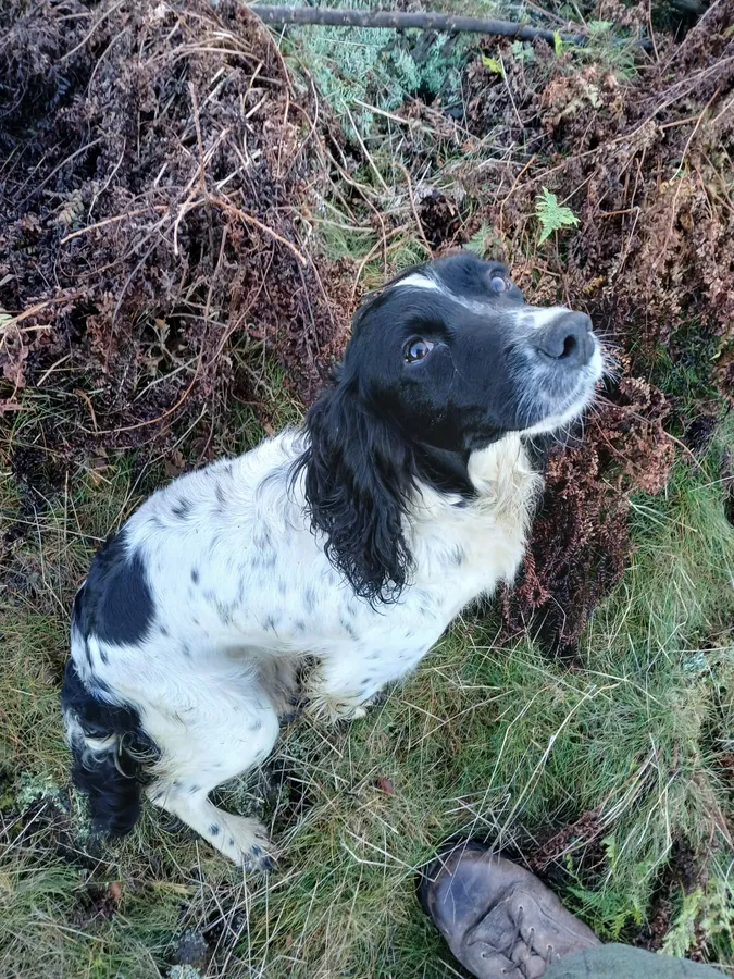 COCKER SPANIEL PUPPIES