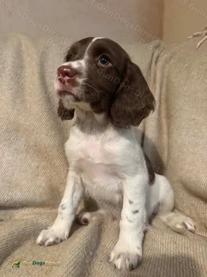 Springer Spaniel pups
