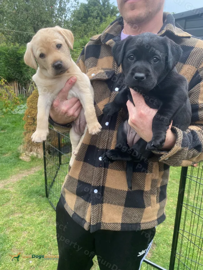 Health Tested KC Labrador Pups