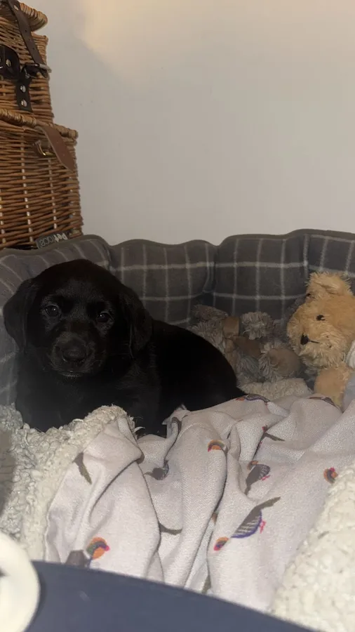 X2 Fully health tested puppies