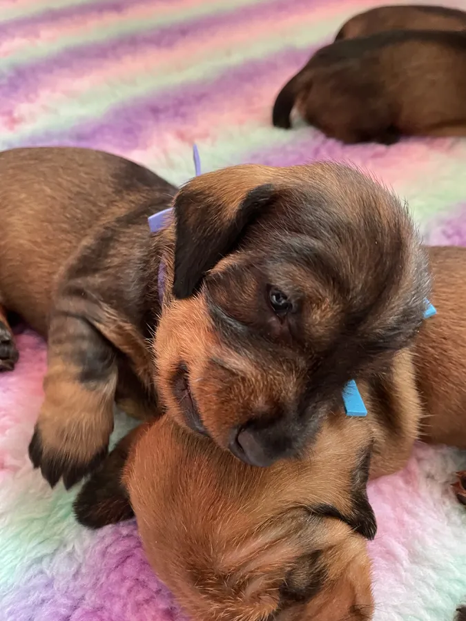 Wire Haired Teckel puppies