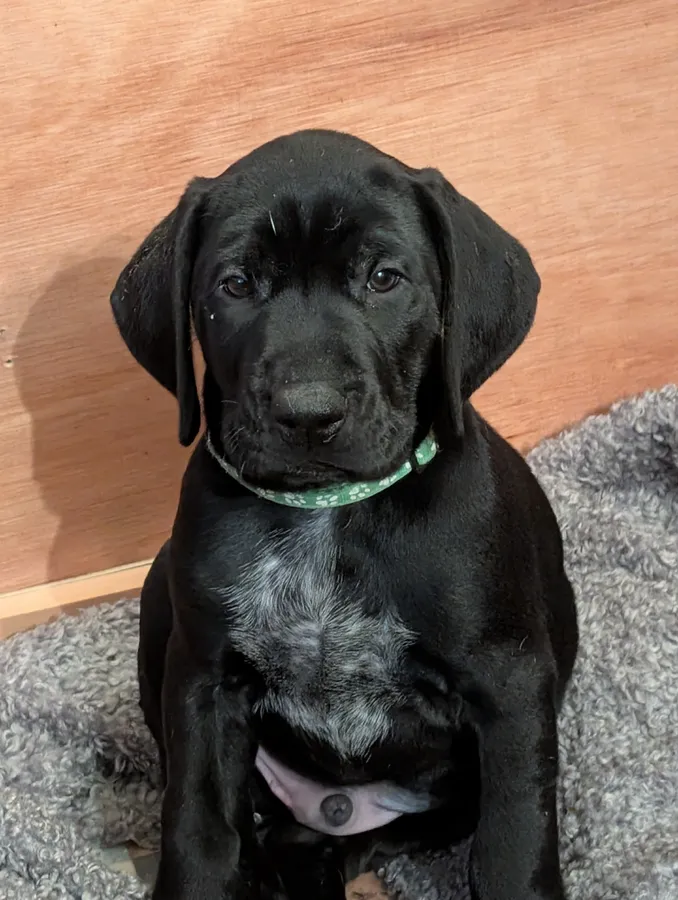 Stunning 3rd Generation GSP Puppies Available