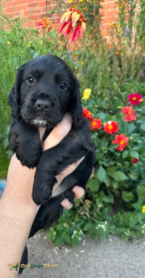 Working Cocker Spaniel dog puppy