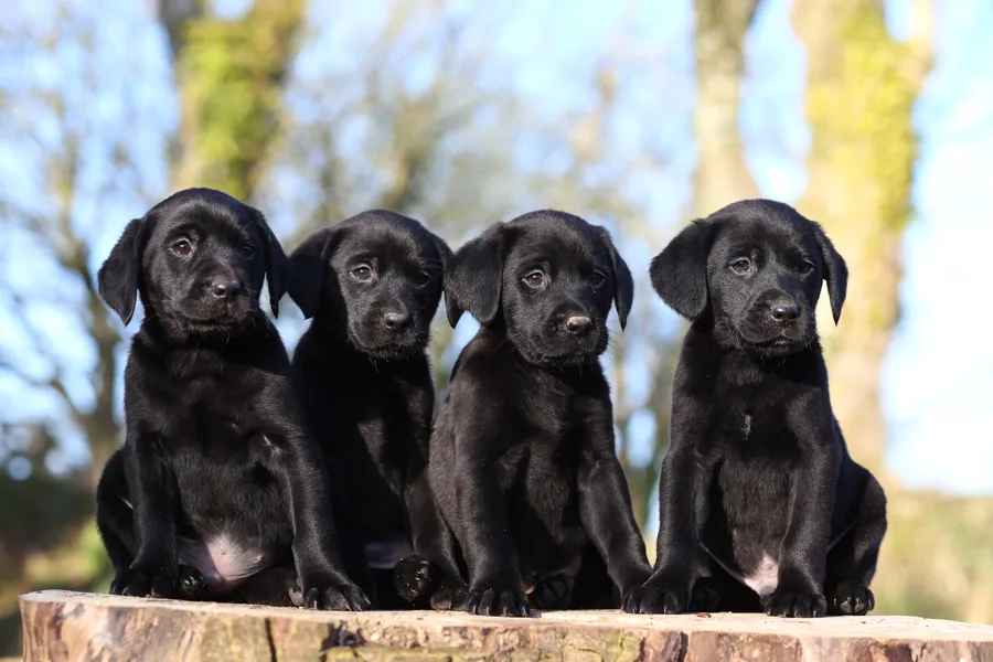 KC Registered Working Black Labrador Puppies