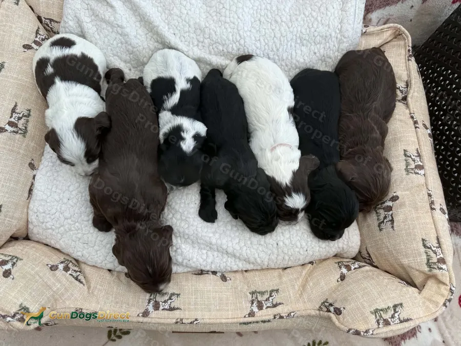KC cocker pups