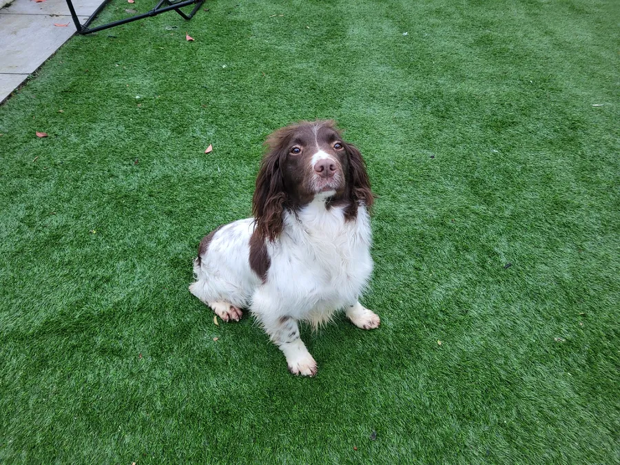 Exceptionally well bred trained bitch