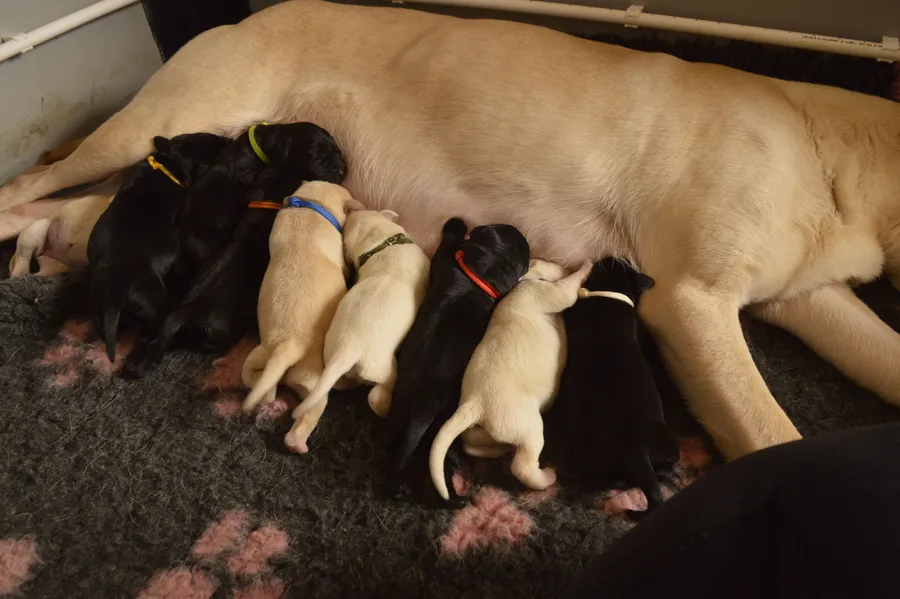 Exceptionally well bred FTCH IGL champion working pups