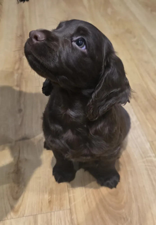 Exceptional Working Cocker Spaniels