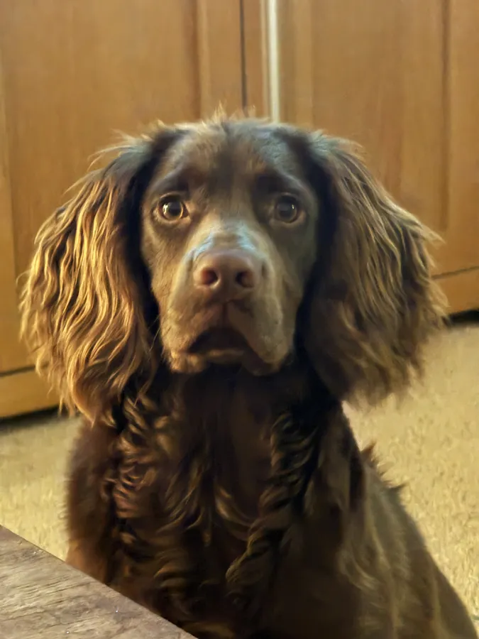 9 month old cocker dog