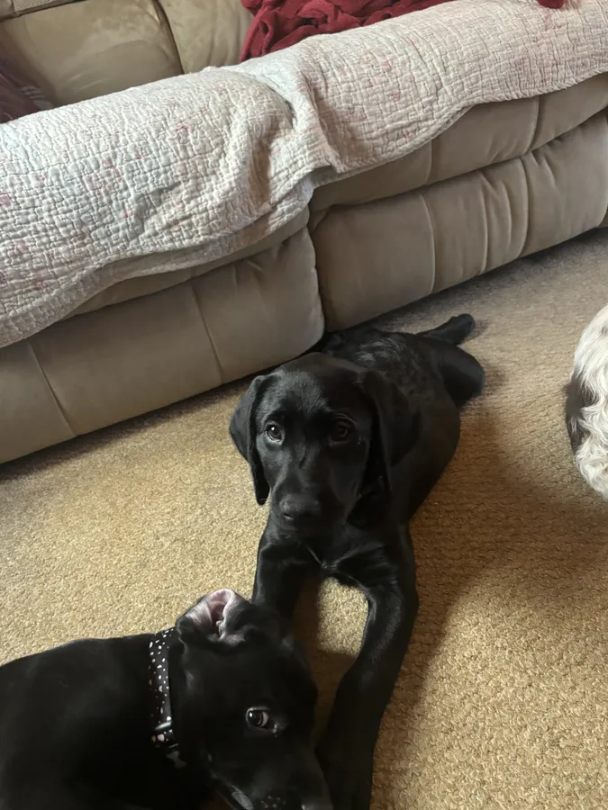 Labrador x Springador puppies
