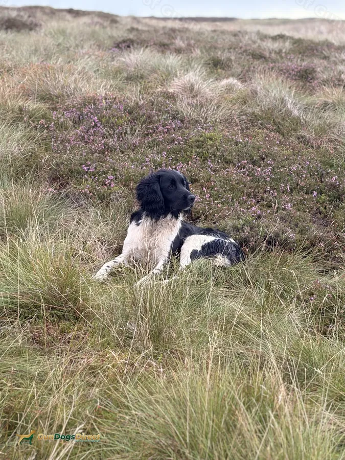 Purdywell Grouse ESS Stud