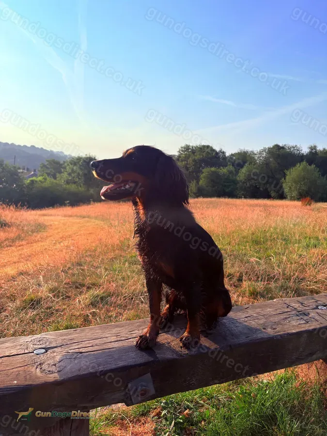 Black and Tan cocker KC REG