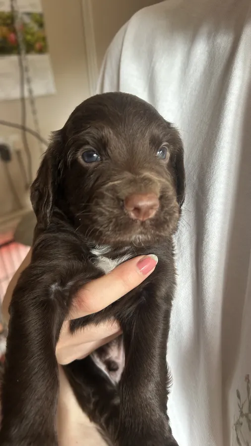 KC Working Cocker Spaniel Puppies