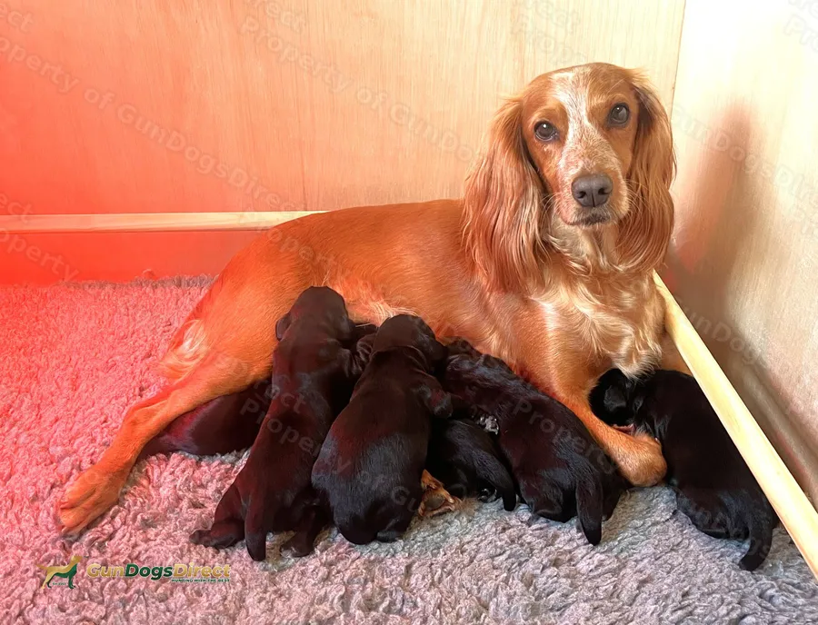 Working Cocker Spaniels