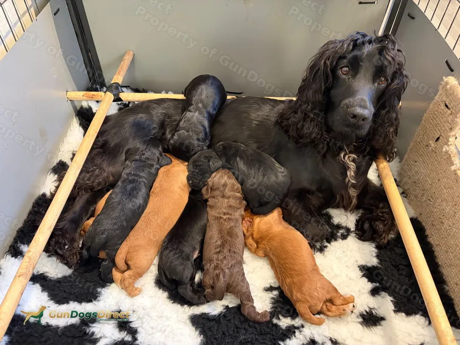 KC Working Cocker Spaniel Puppies