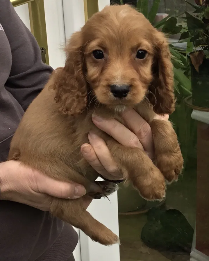 KC WORKING COCKER SPANIEL PUPPIES