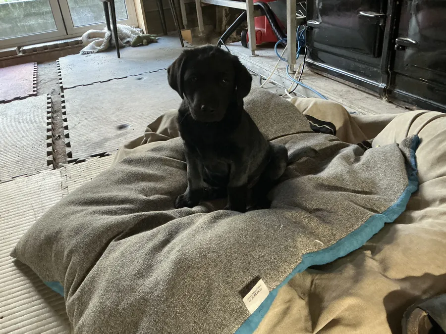 BLACK LABRADOR PUPPIES