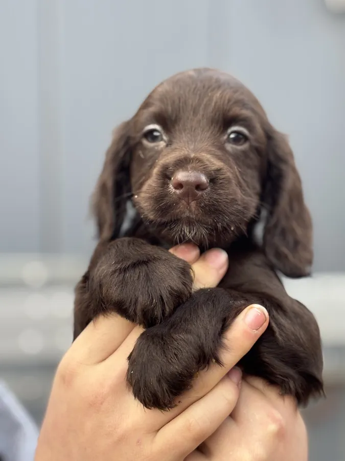 Kc registered working cocker spaniels