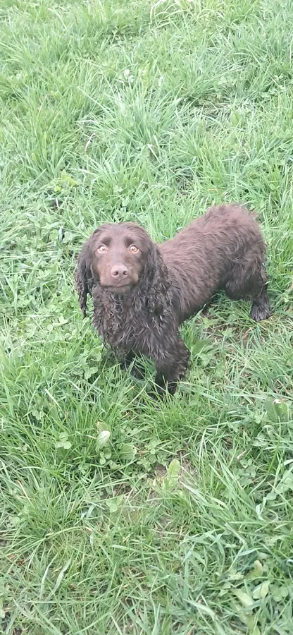 Cocker spaniel dog