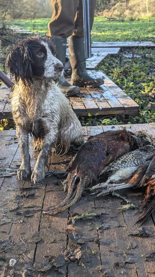 Working Springer Spaniel Bitch