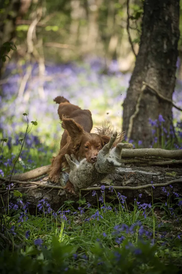 FTCH Howesyke Regal of Moonreed