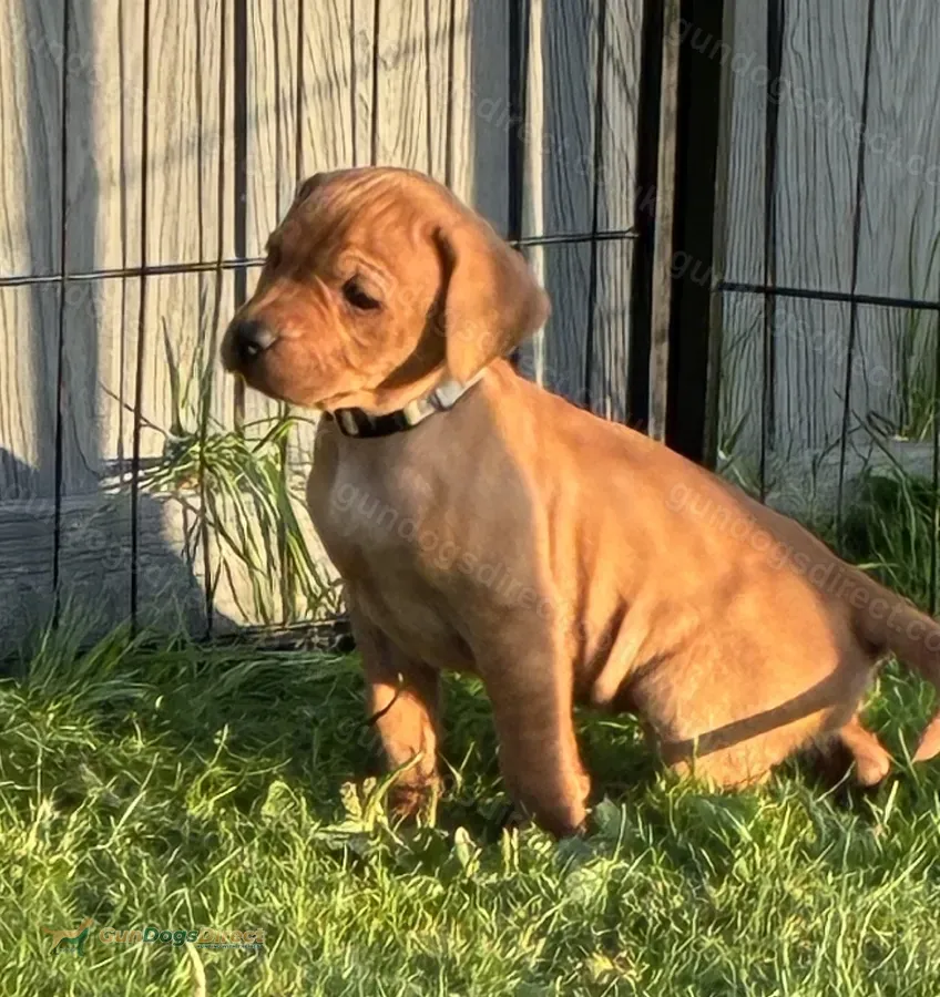 F1 Labrador x Vizsla
