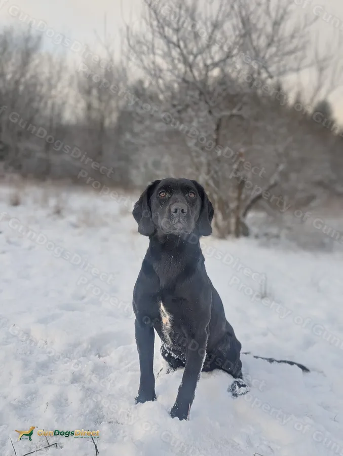 Lab Cocker 8 week cocker lab x springer | GunDogsDirect