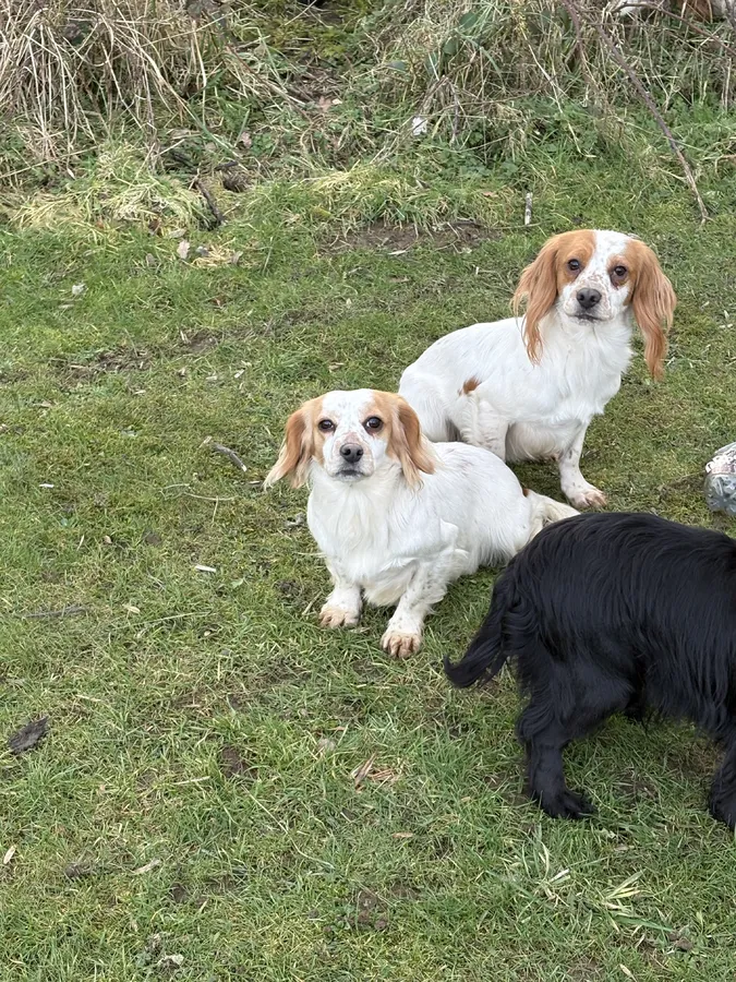 lemon and white bitch