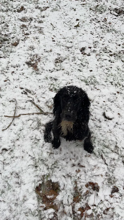 Beautiful cocker spaniel puppies