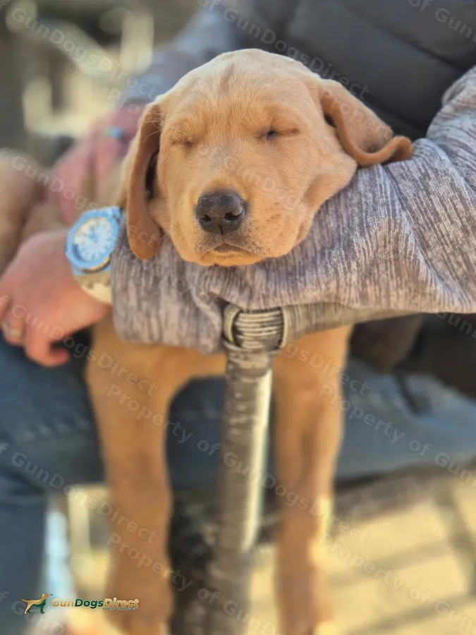 Male Labrador Puppy for sale