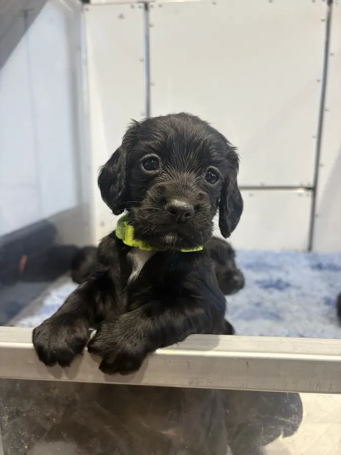 Working cocker spaniels