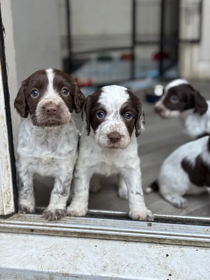 Sprocker bitch pups