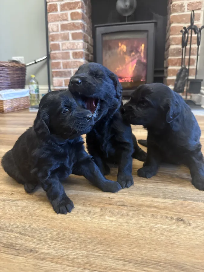 Stunning Flat coated retriever puppies