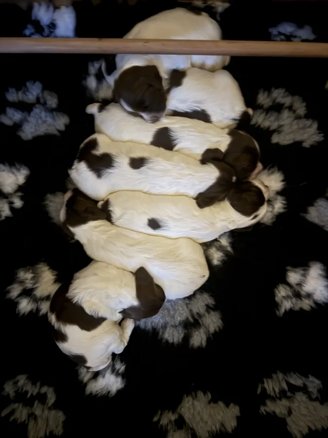 Liver and white ESS puppies