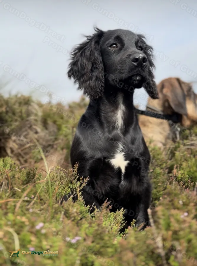 Gorgeous young Cocker Spaniel boy