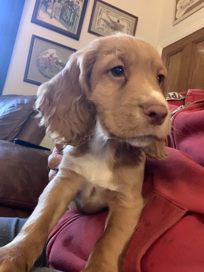 Working cocker puppy