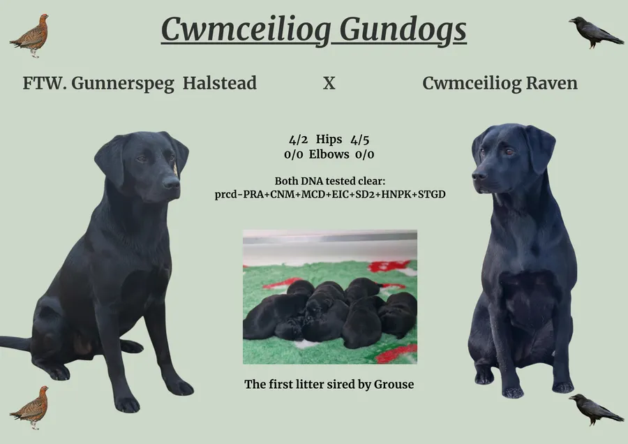 Working labrador puppies