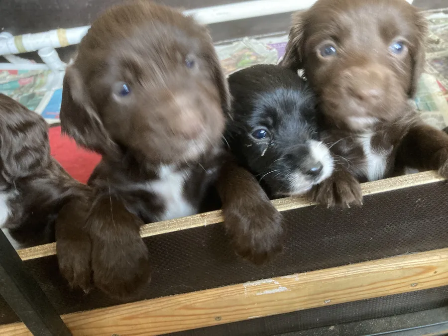 SPROCKER PUPS