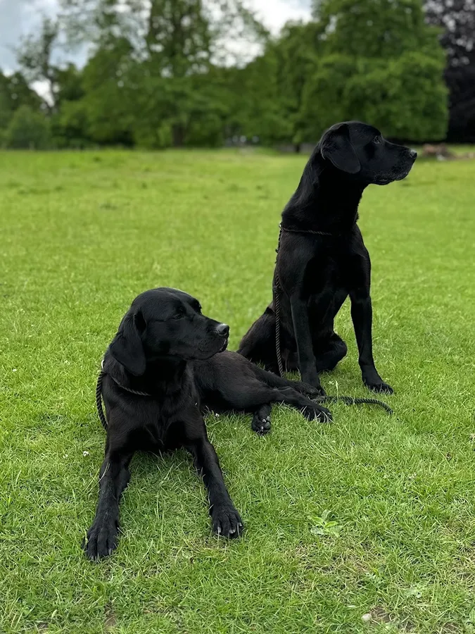 Buccleuch and Fenway puppies