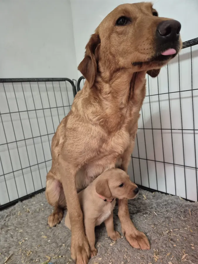 FTCH Carnochway Red Rooster x Copperbirch Primmy