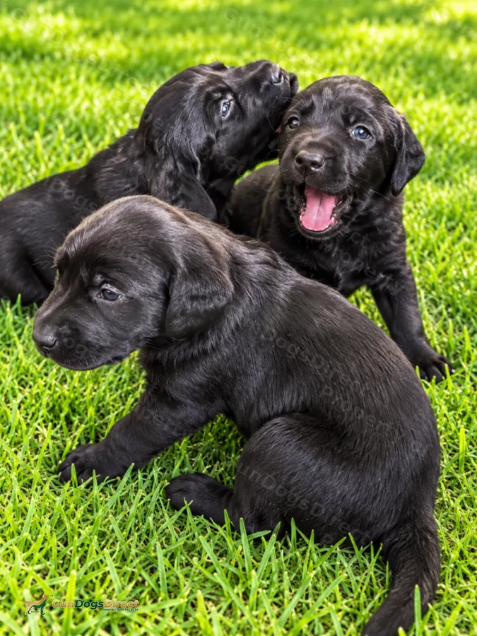 Beautiful Black Working Labrador Puppies