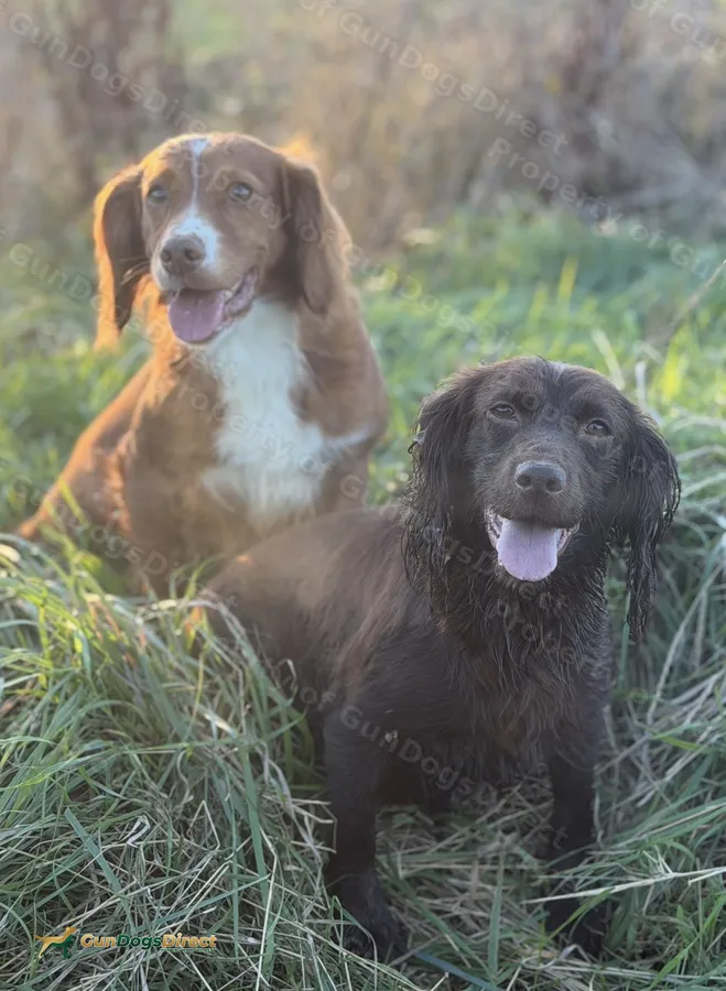 Health tested KC registered Working Cocker Puppies