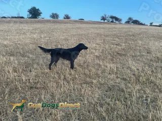 KC Registered Flatcoated Retriever Puppies for Sale